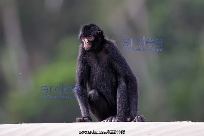 : Black Spider Monkey : Black Spider Monkey