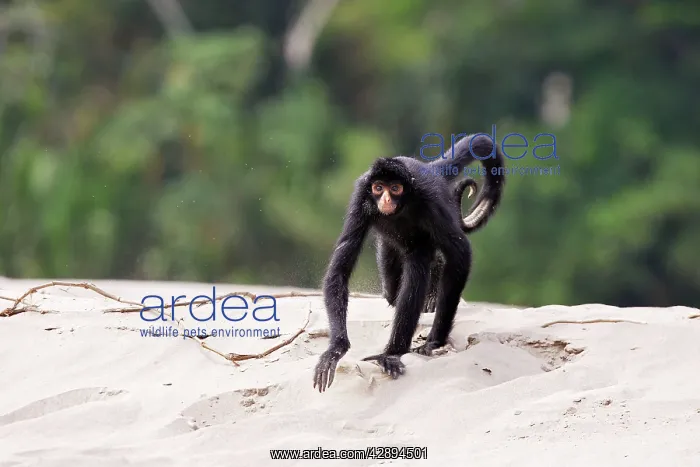 : Black Spider Monkey : Black Spider Monkey