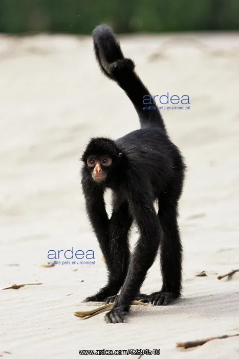 : Black Spider Monkey : Black Spider Monkey