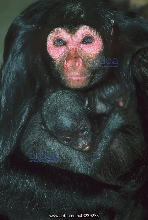 : Black Spider Monkey, (A. paniscus paniscus) : Black Spider Monkey, (A. paniscus paniscus)
