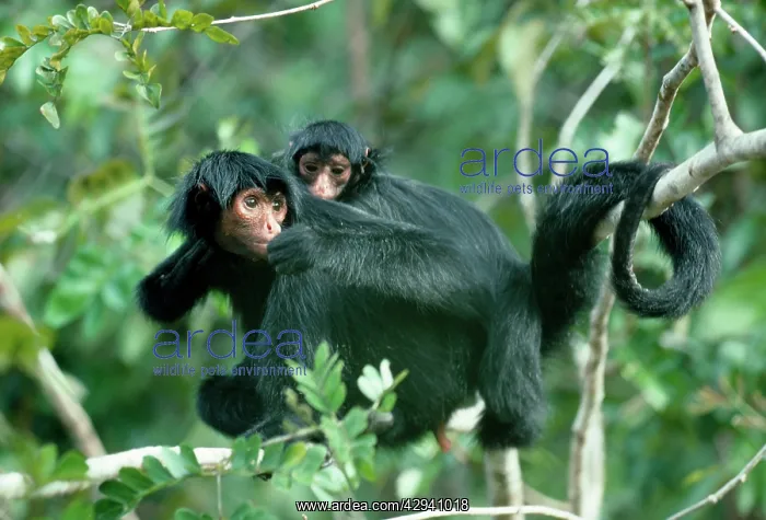 : BLACK SPIDER MONKEY - adult and baby in tree : BLACK SPIDER MONKEY - adult and baby in tree