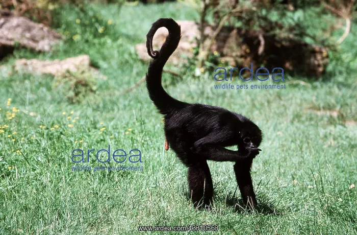 : BLACK SPIDER MONKEY - on grass showing penis : BLACK SPIDER MONKEY - on grass showing penis