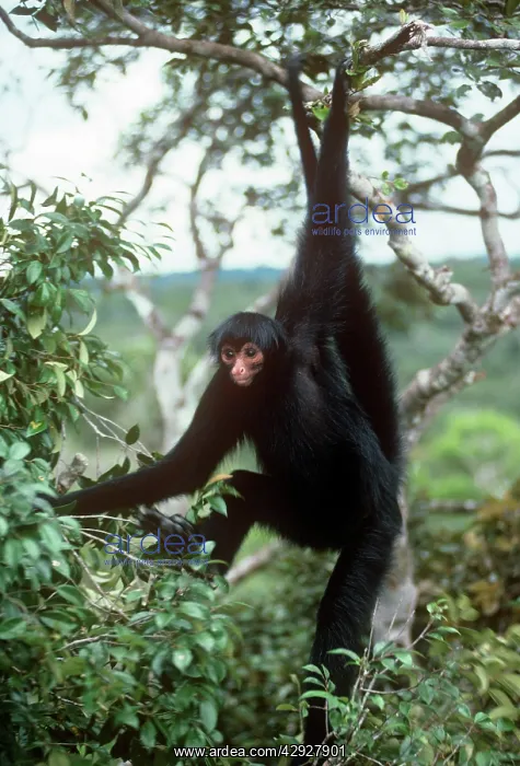  : Black Spider Monkey - hanging from tree