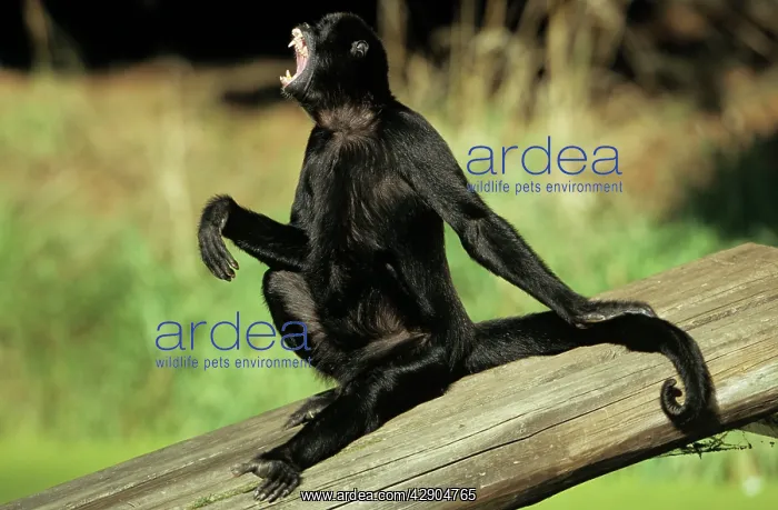  : Black Spider MONKEY - Male howling