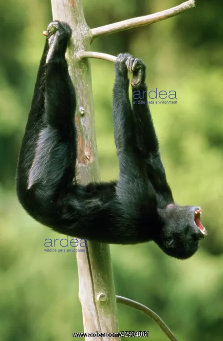 : Black Spider MONKEY - Male howling : Black Spider MONKEY - Male howling