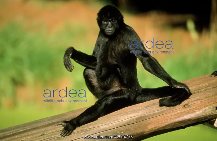 : Black Spider Monkey - male sunbathing : Black Spider Monkey - male sunbathing