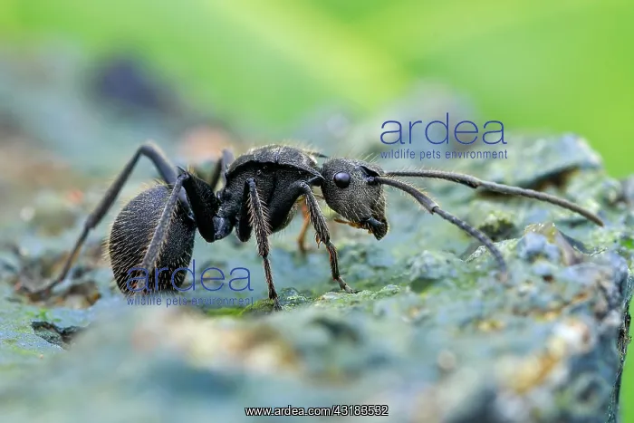 : Black spiny ant (Polyrhachis sp.) : Black spiny ant (Polyrhachis sp.)