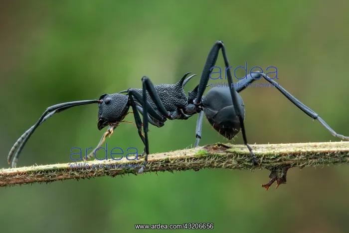 : Black spiny ant (Polyrhachis sp.) on a small branch : Black spiny ant (Polyrhachis sp.) on a small branch