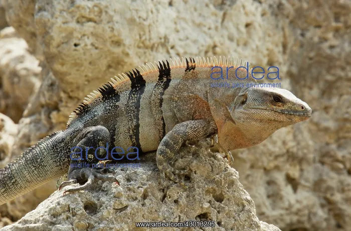 : Black Spiny-tailed / Black Iguana / Black Ctenosaur : Black Spiny-tailed / Black Iguana / Black Ctenosaur