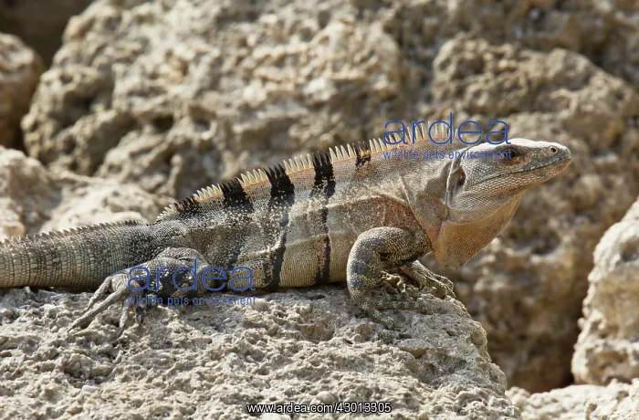 : Black Spiny-tailed / Black Iguana / Black Ctenosaur : Black Spiny-tailed / Black Iguana / Black Ctenosaur