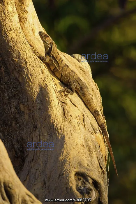 : Black or Spiny-tailed Iguana : Black or Spiny-tailed Iguana