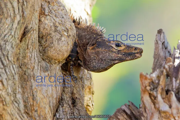 : Black or Spiny-tailed Iguana : Black or Spiny-tailed Iguana