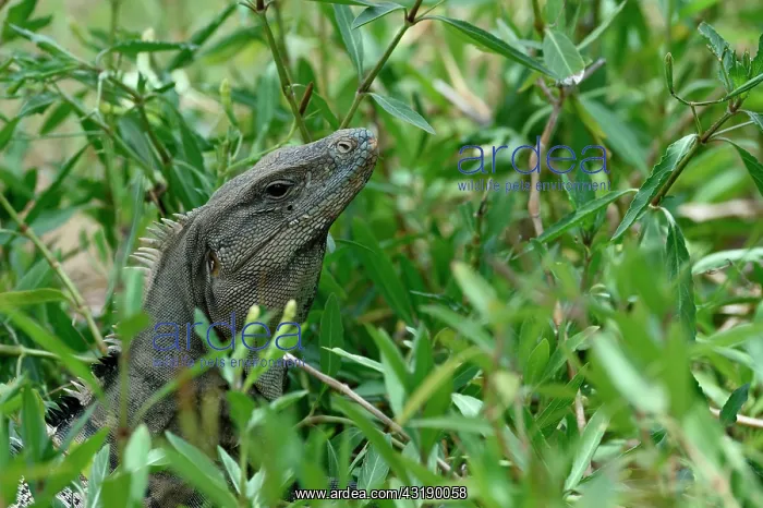 : Black spiny-tailed iguana (Ctenosaura similis) in : Black spiny-tailed iguana (Ctenosaura similis) in