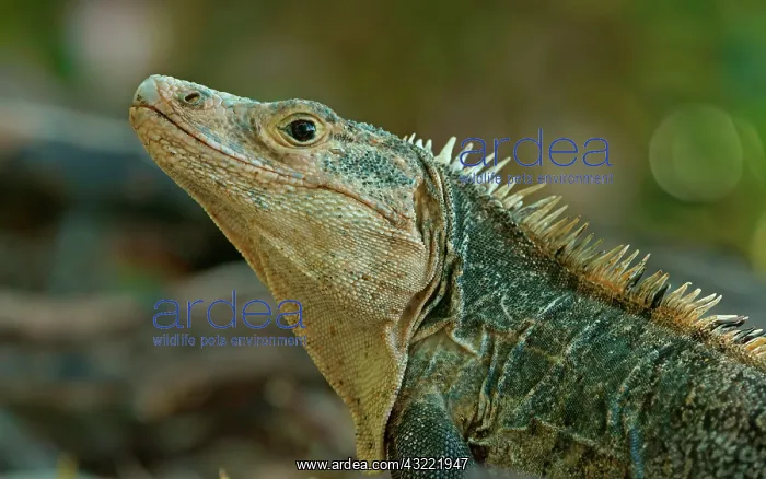 : Black spiny-tailed iguana (Ctenosaura similis) : Black spiny-tailed iguana (Ctenosaura similis)