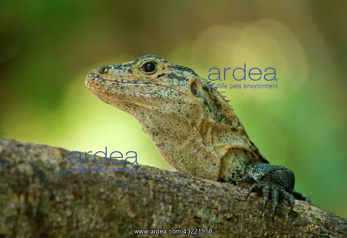 : Black spiny-tailed iguana (Ctenosaura similis) : Black spiny-tailed iguana (Ctenosaura similis)