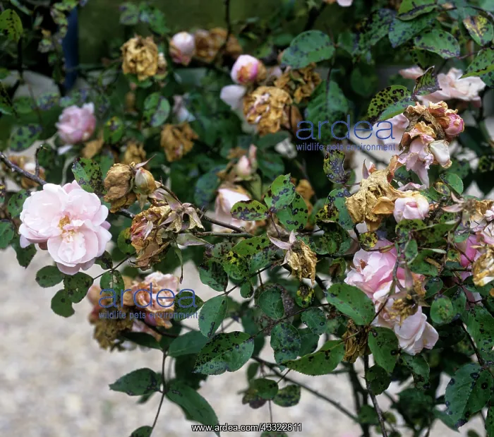 : Black spot infection on rose : Black spot infection on rose