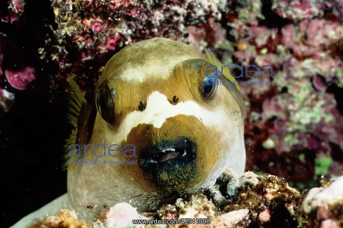 : Black-spotted or Dog-faced pufferfish asleep : Black-spotted or Dog-faced pufferfish asleep