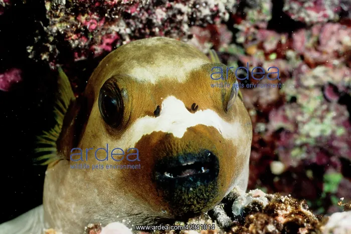 : Black-spotted (Dog-faced) pufferfish asleep on : Black-spotted (Dog-faced) pufferfish asleep on