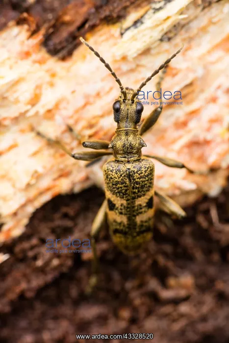 : Black-spotted longhorn beetle, Rhagium mordax, on : Black-spotted longhorn beetle, Rhagium mordax, on