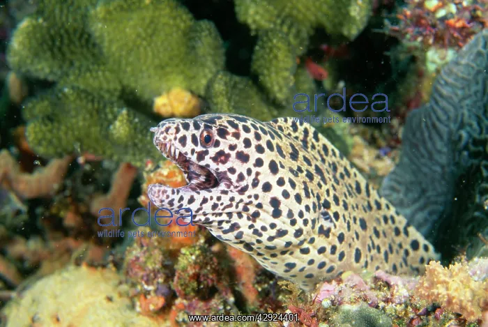 : Black-spotted Moray EEL : Black-spotted Moray EEL