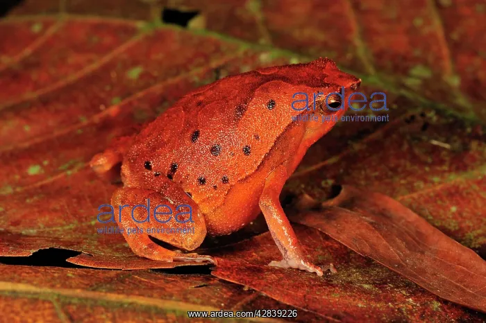 : Black-spotted Narrow-Mouthed Frog : Black-spotted Narrow-Mouthed Frog
