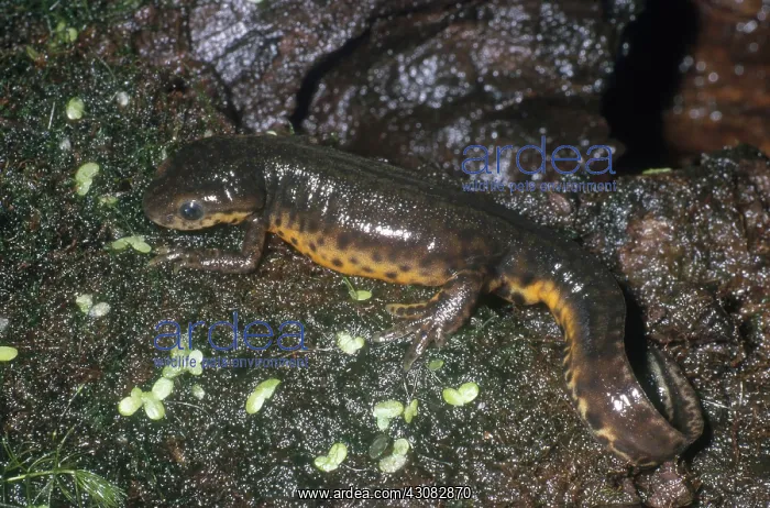 : Black-spotted Newt : Black-spotted Newt