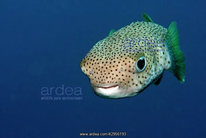 : Black-spotted Porcupinefish : Black-spotted Porcupinefish