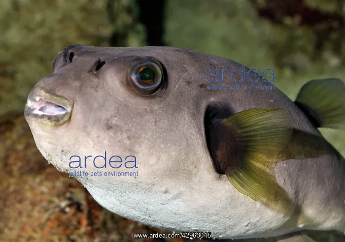 : Black Spotted Puffer, coastal reefs and shallow : Black Spotted Puffer, coastal reefs and shallow