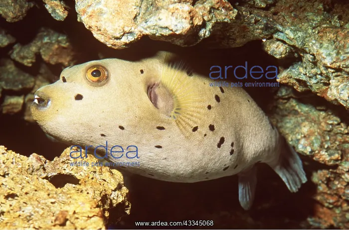 : BLACK-SPOTTED PUFFER FISH : BLACK-SPOTTED PUFFER FISH