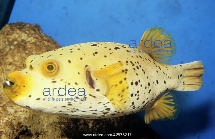 : Black-spotted PUFFERFISH - side view : Black-spotted PUFFERFISH - side view
