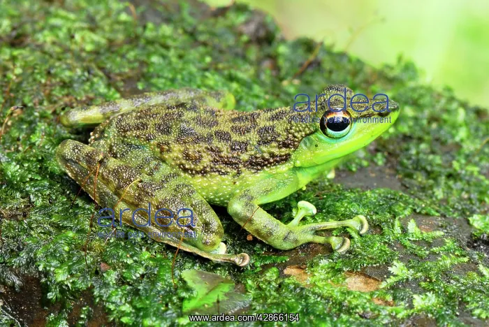 : Black-spotted Rock Frog : Black-spotted Rock Frog