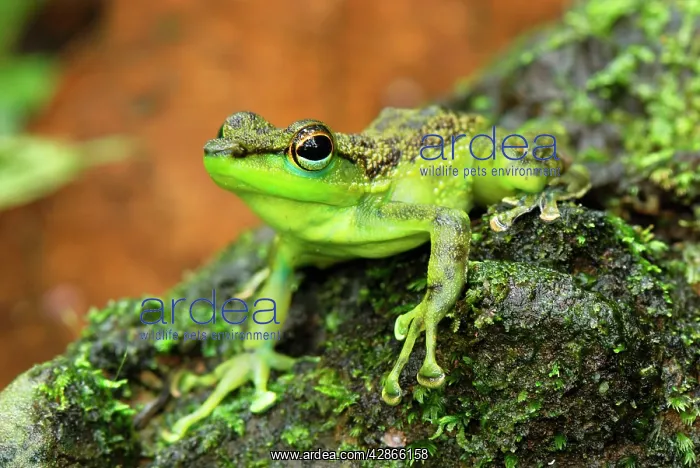 : Black-spotted Rock Frog : Black-spotted Rock Frog