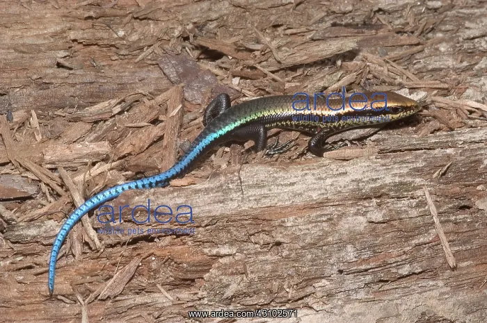 : Black-spotted skink : Black-spotted skink