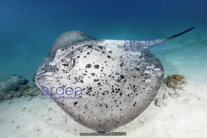 : Black spotted stingray (Taeniura meyeni) swimming : Black spotted stingray (Taeniura meyeni) swimming