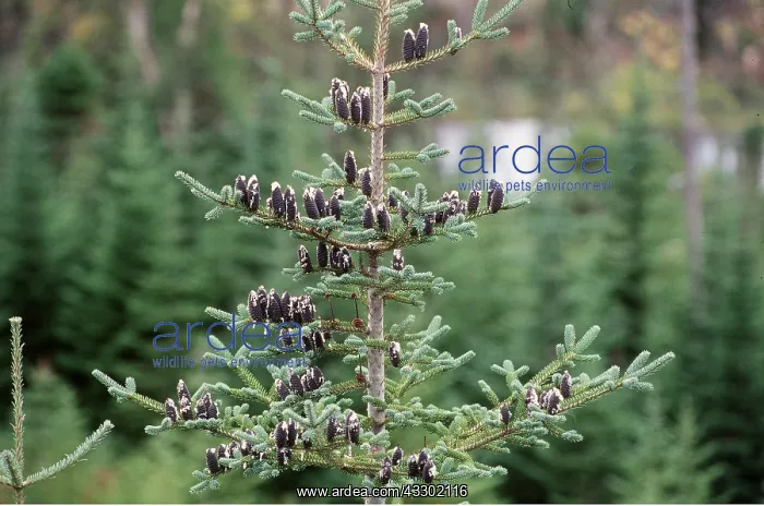 : Black Spruce Tree - showing cones : Black Spruce Tree - showing cones