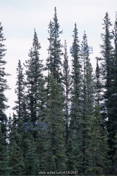 : BLACK SPRUCE TREES : BLACK SPRUCE TREES