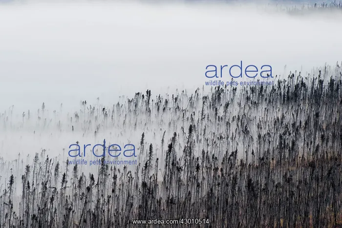 : Black Spruce Trees dead from forest fire covered : Black Spruce Trees dead from forest fire covered
