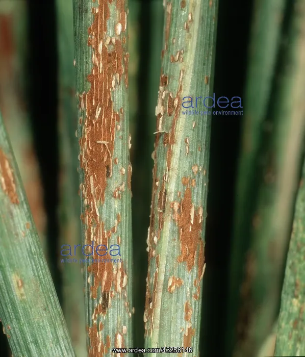 : Black stem rust : Black stem rust