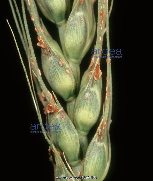 : Black stem rust on wheat : Black stem rust on wheat