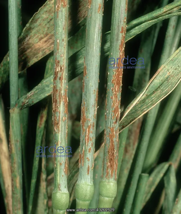: Black stem rust on Wheat : Black stem rust on Wheat