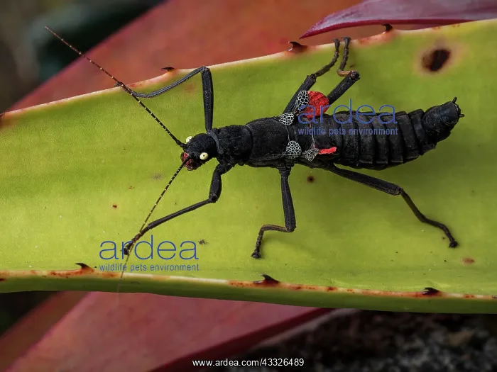: Black Stick Insect (Peruphasma schultei), Cordil : Black Stick Insect (Peruphasma schultei), Cordil