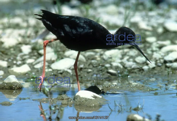 : Black Stilt : Black Stilt