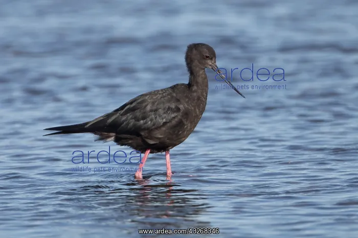  : Black Stilt - Endangered New Zealand endemic - Ashley