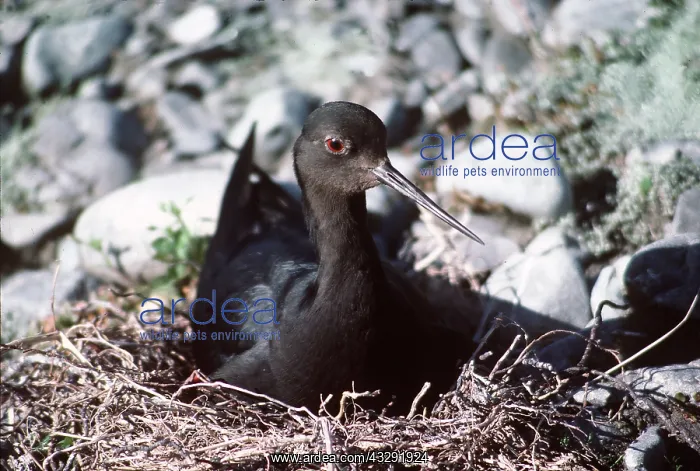 : BLACK STILT - sits on nest : BLACK STILT - sits on nest