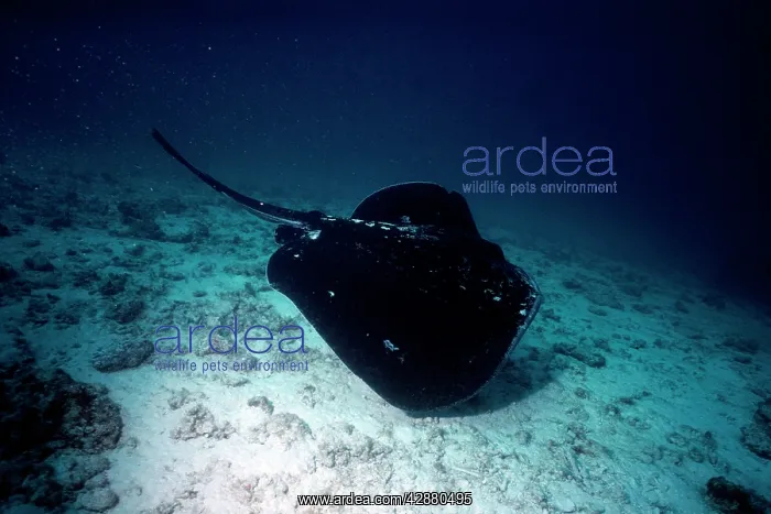 : Black Stingray / Cowtail ray : Black Stingray / Cowtail ray