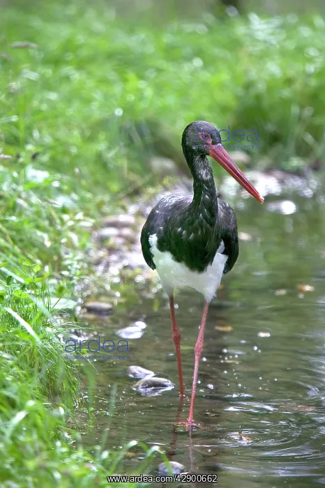  : Black Stork