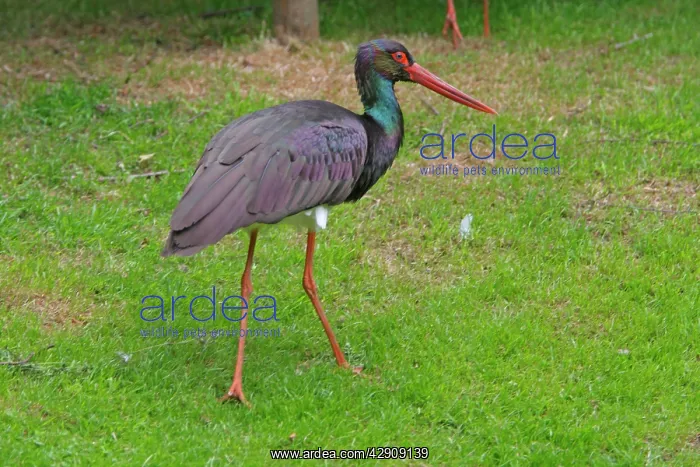  : Black Stork
