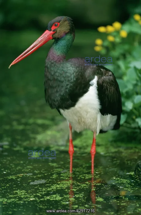 : Black STORK : Black STORK