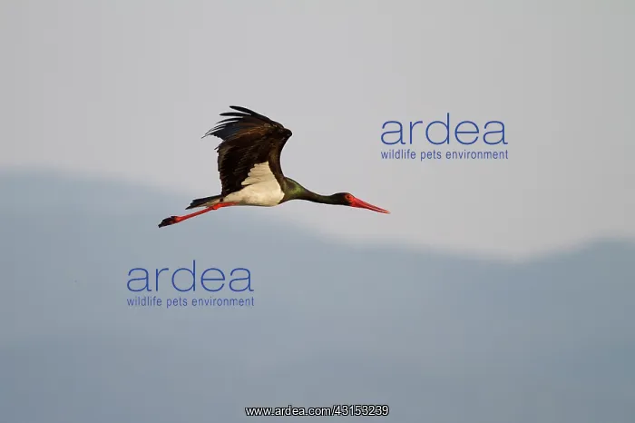 : Black Stork : Black Stork
