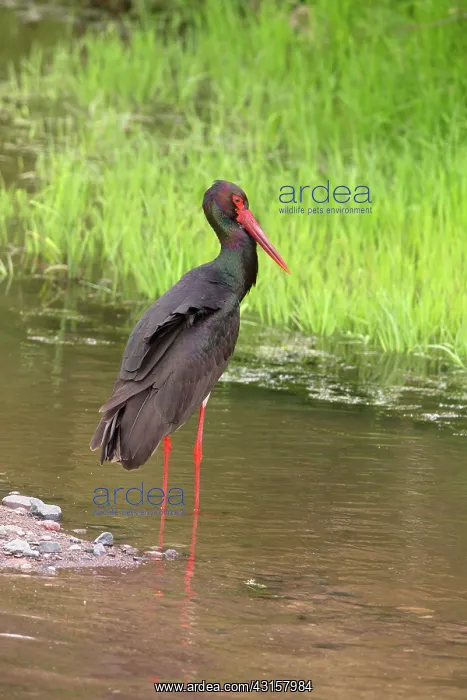 : Black Stork : Black Stork